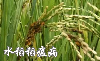 水稻稻瘟病