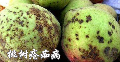 桃树疮痂病