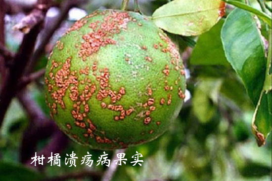 柑橘溃疡病果实