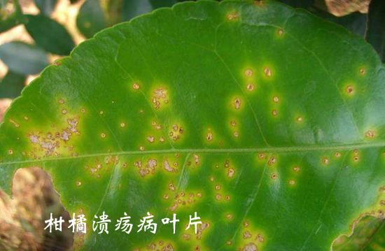 柑橘溃疡病叶片
