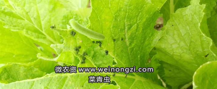 菜青虫图片菜青虫防治该用什么药