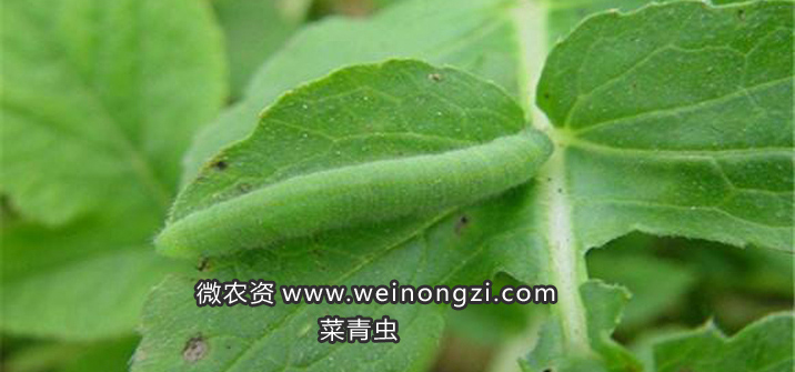 菜青虫图片菜青虫防治该用什么药