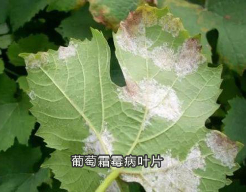 葡萄霜霉病叶片