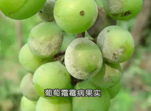 葡萄霜霉病果实