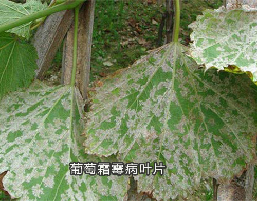 葡萄霜霉病叶片