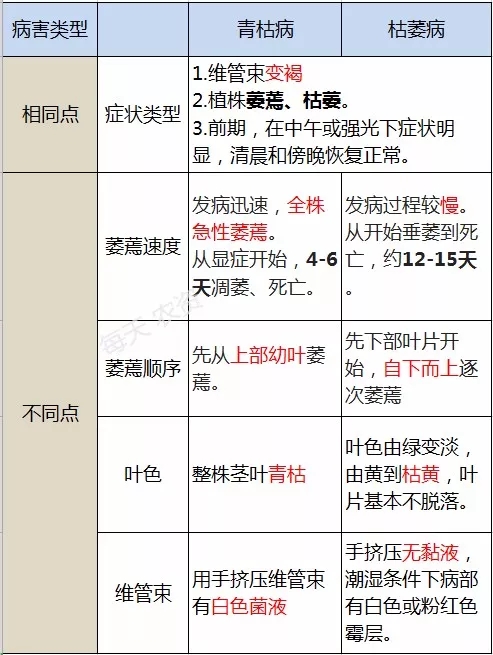 青枯病