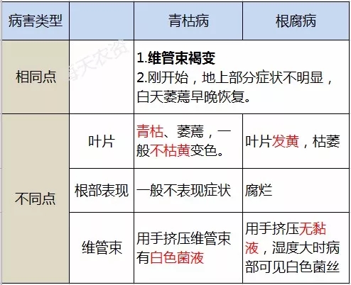 青枯病