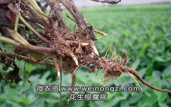 花生根腐病