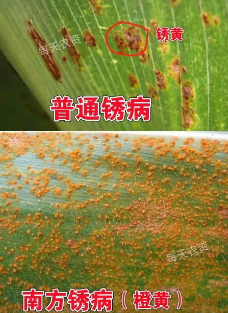 玉米锈病
