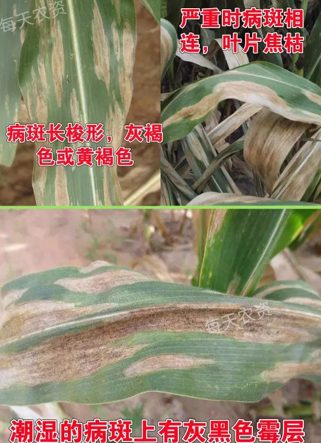 玉米大斑病
