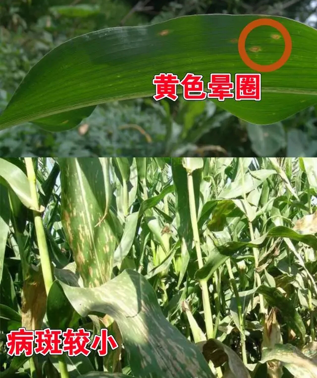 玉米小斑病
