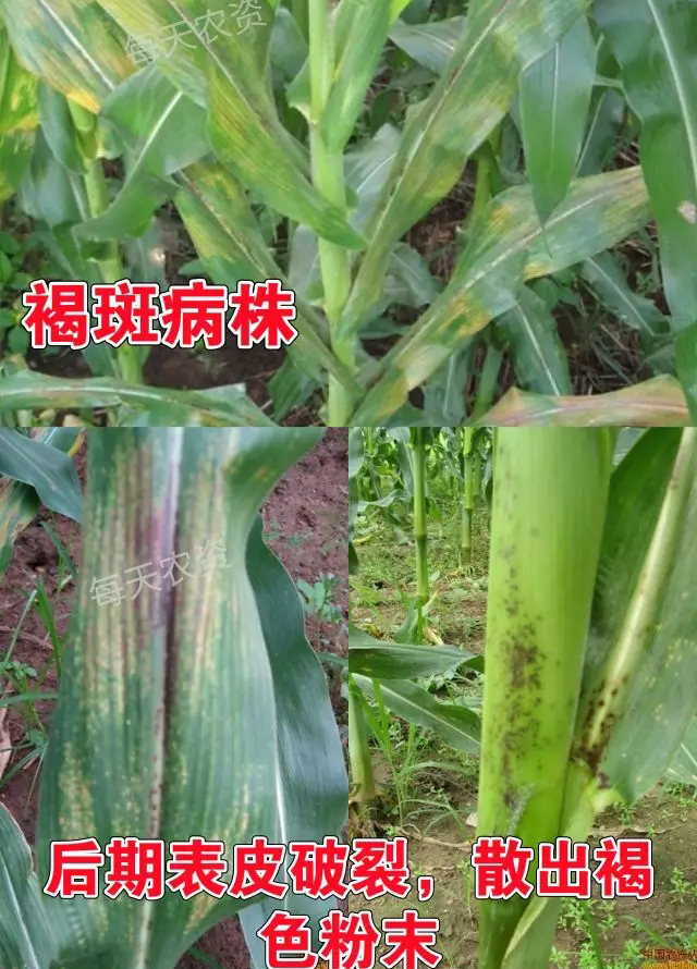 玉米褐斑病