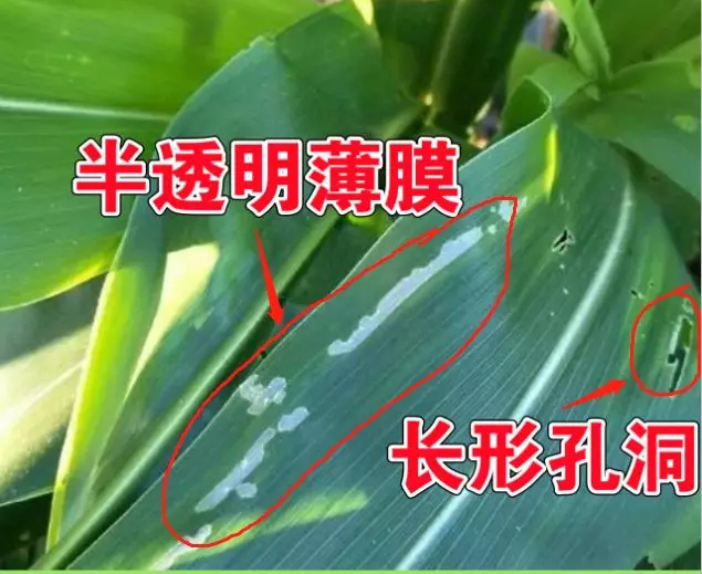草地贪夜蛾