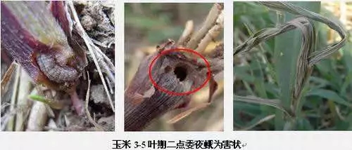 玉米二点委夜蛾