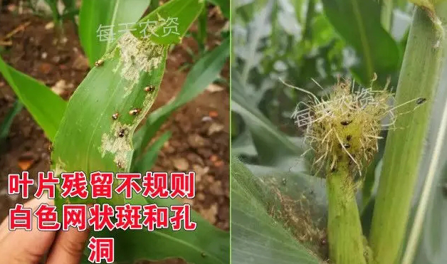 双斑萤叶甲