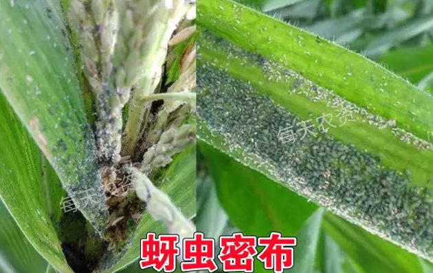 玉米蚜虫