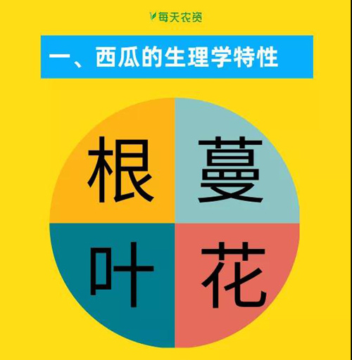 西瓜