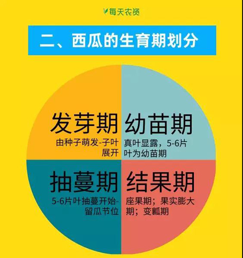 西瓜