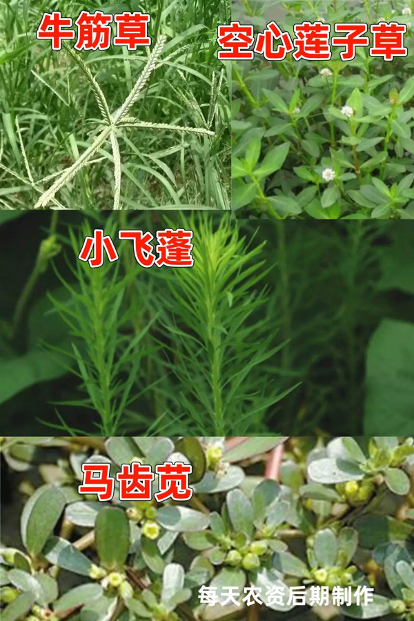 草铵膦