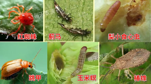 甲维盐虫螨腈