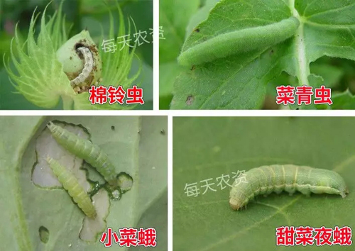 虫螨腈茚虫威