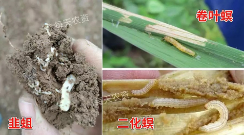 阿维虫螨腈