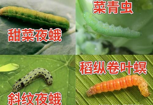 虱螨脲