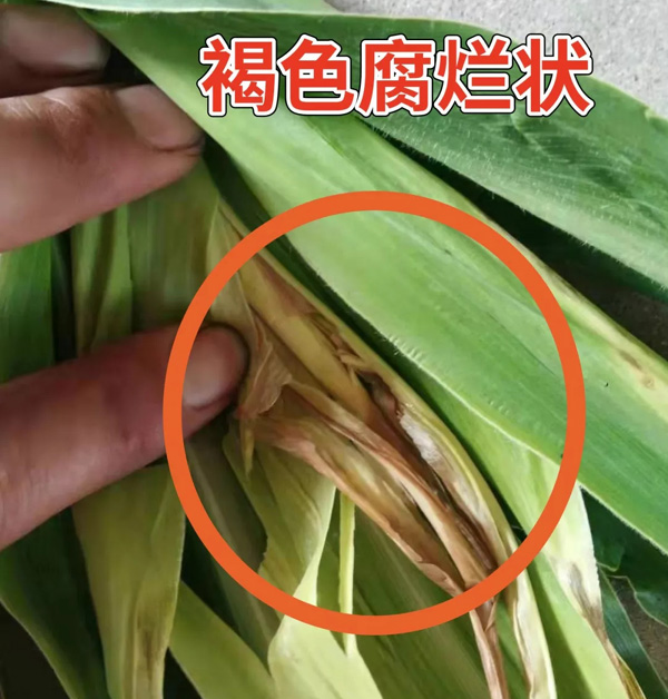玉米顶腐病发病原因发病症状用什么药防治