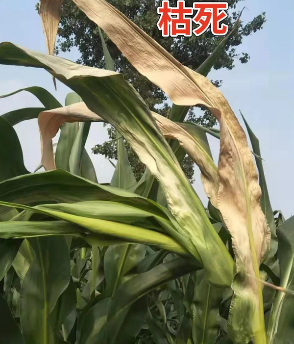 玉米顶腐病发病原因,发病症状,用什么药防治?