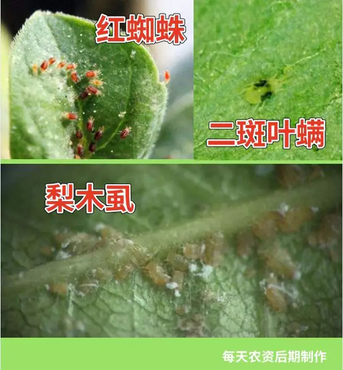 阿维菌素