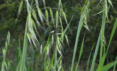 小麦野燕麦