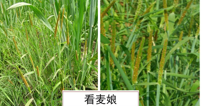 小麦看麦娘