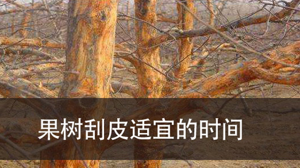 果树挂皮