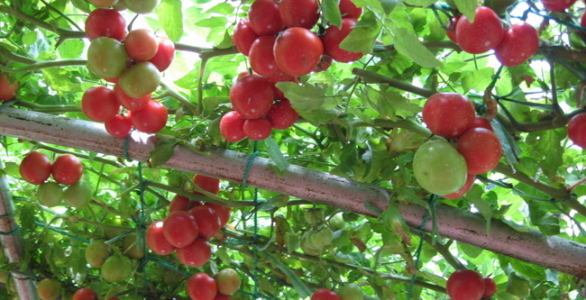 蔬菜