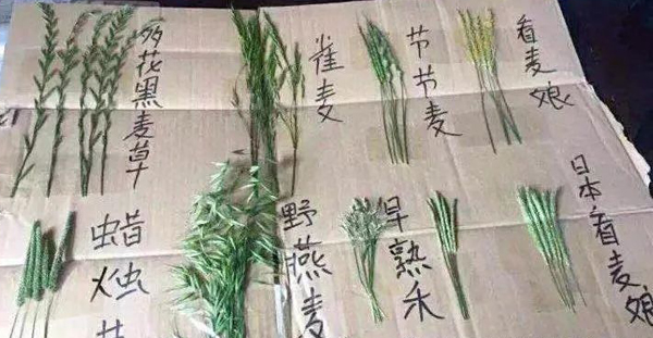 小麦田杂草