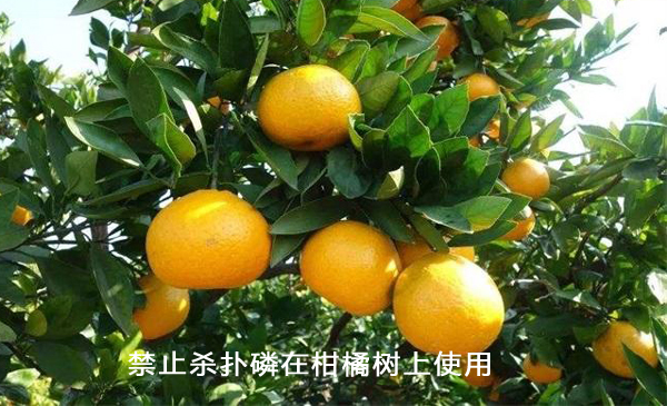 柑橘