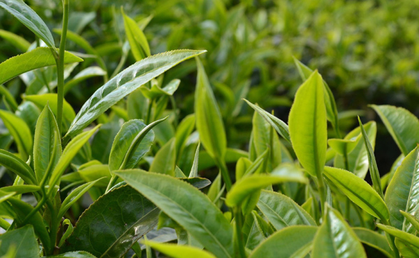 茶叶