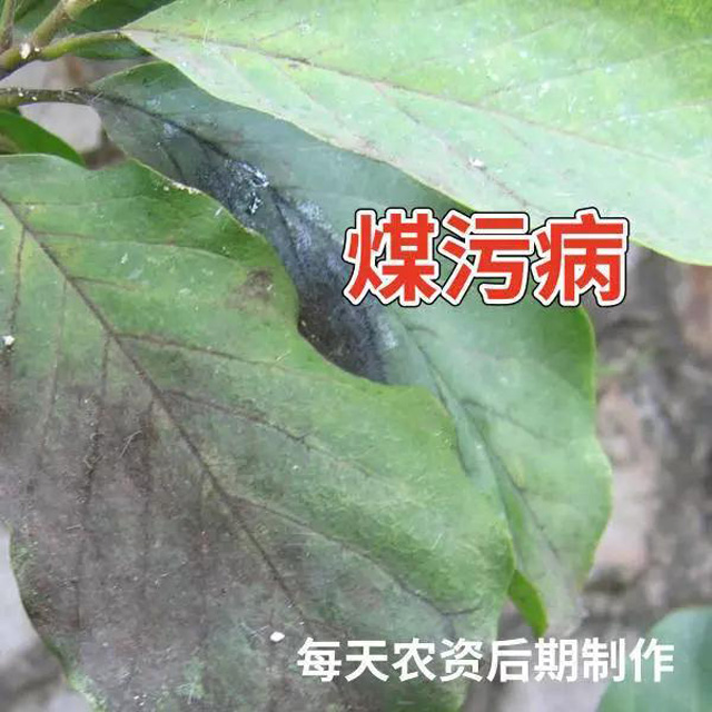 煤污病