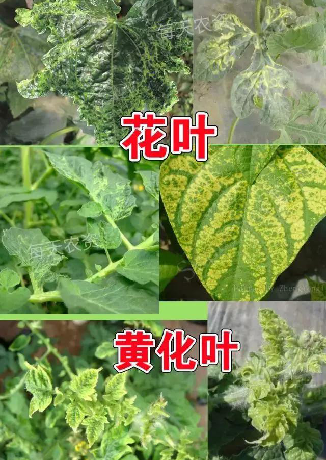 花叶