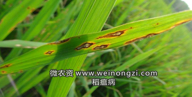水稻稻瘟病