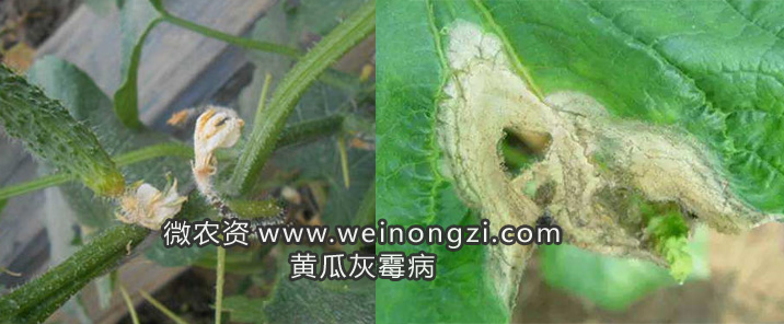 黄瓜灰霉病