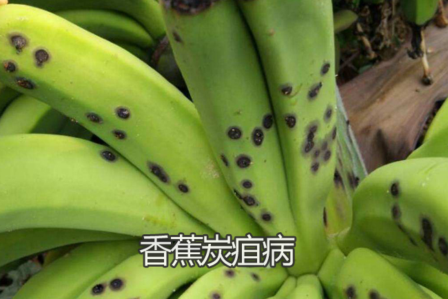 香蕉炭疽病