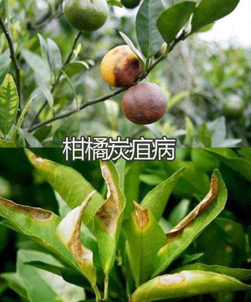 柑橘炭疽病