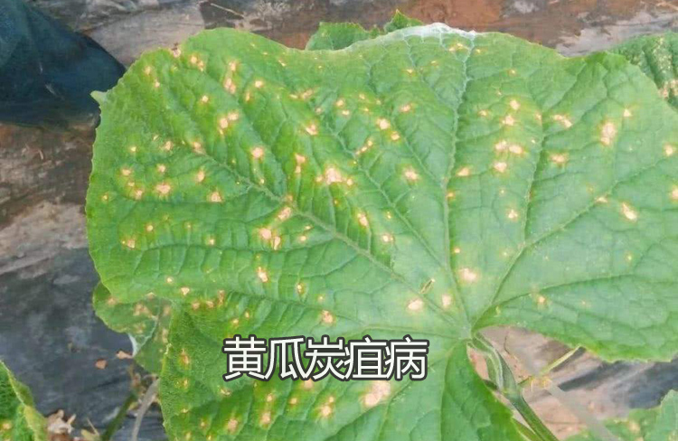 黄瓜炭疽病