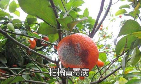 柑橘青霉病