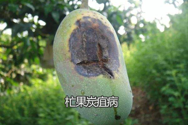 芒果炭疽病