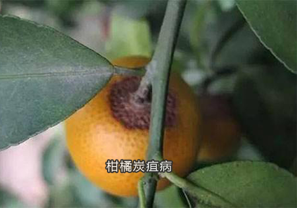 柑橘炭疽病