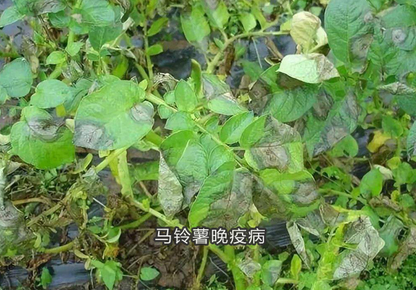 马铃薯晚疫病