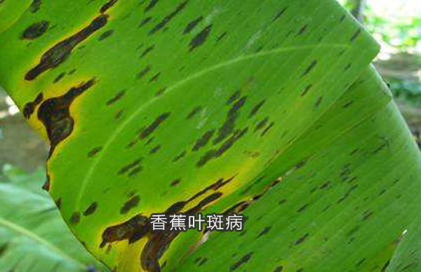 香蕉叶斑病