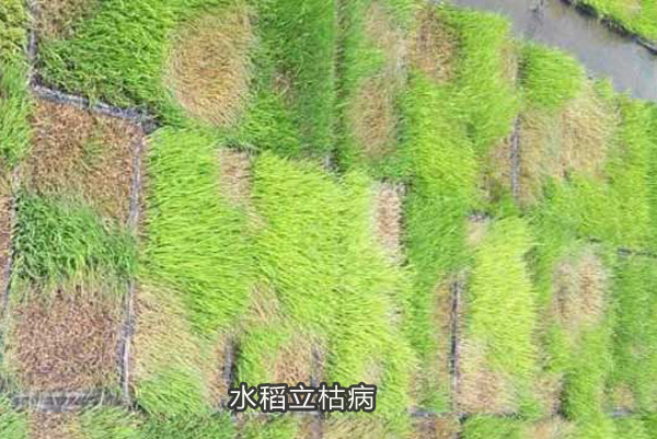 水稻立枯病
